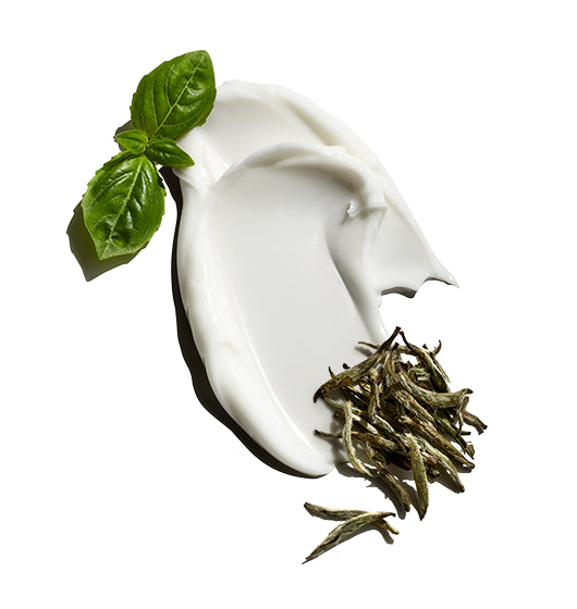 Ingredients that can be found in Jack Black Clean Break Oil Free Moisturizer, such as basil and white tea.