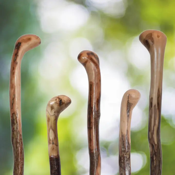 Harvey Canes (Wild Wood Root Knob Cane)